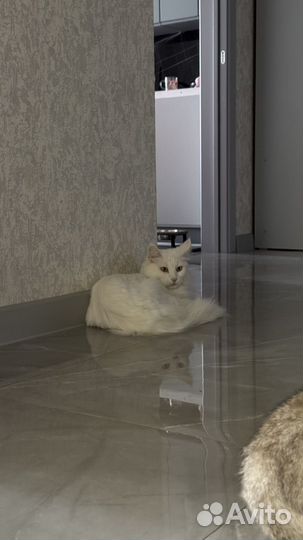 Мейкун кошка