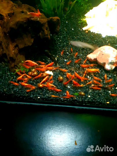 Креветки chery