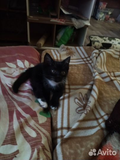 Кошка