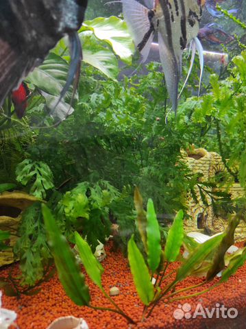 Аквариумные растения