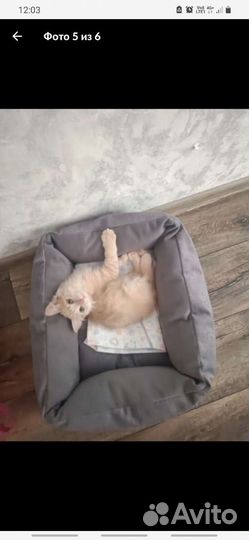 Пошив лежанок для кошки и собаки