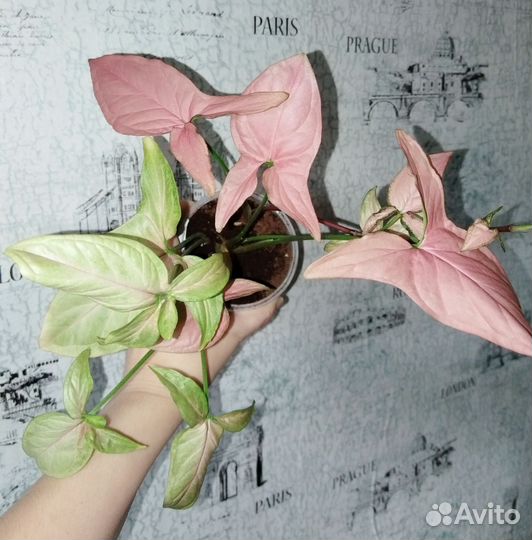 Сингониумы