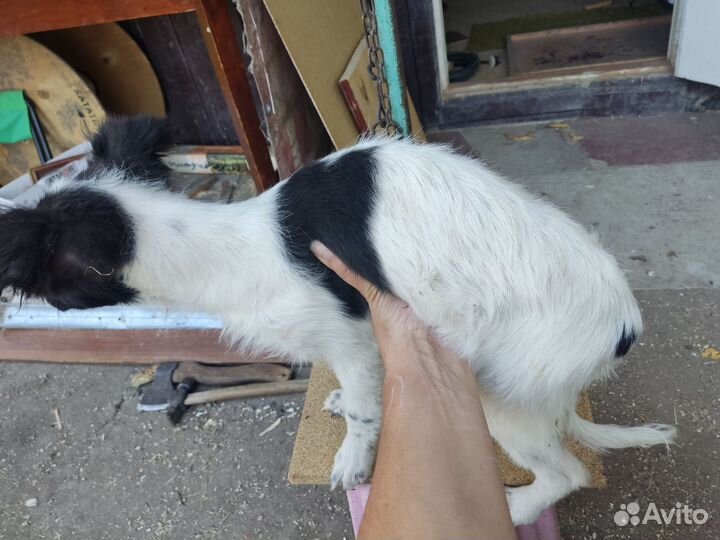 Собаки бесплатно в добрые руки