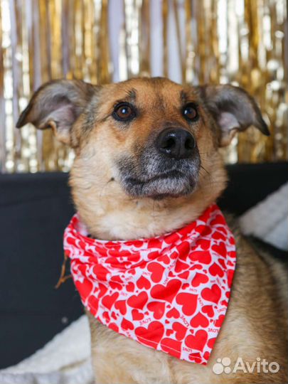 Собаку вернули в приют после 3 лет дома