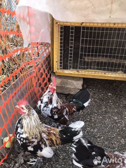 Петушки карликовые