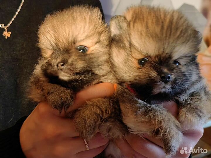 Щенки шпица