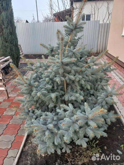 Голубые ели