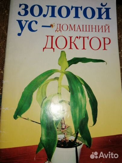 Растение золотой ус