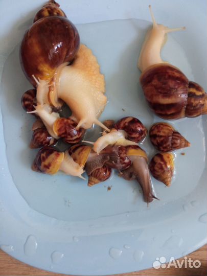 Улитки ахатины ретикулята