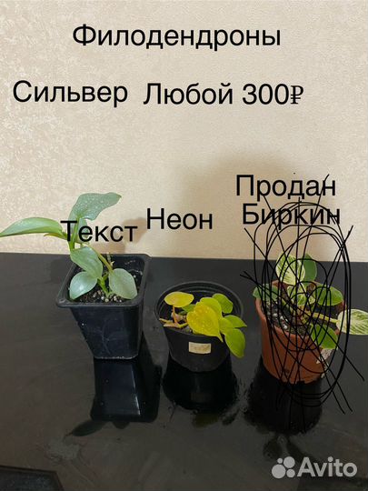 Филодендроны