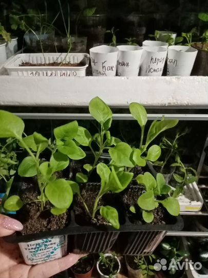 Рассада петунии