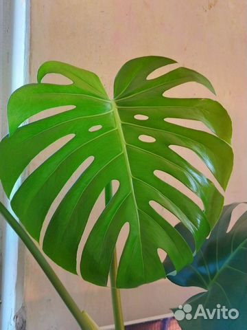 Монстера листами и отростками