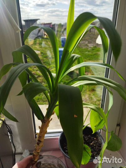 Комнатные цветы юкка