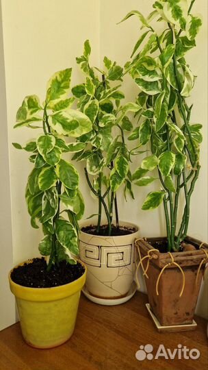 Педилантус