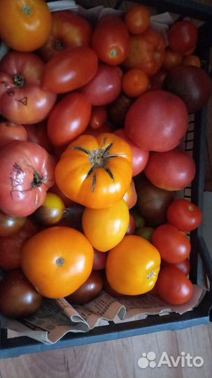 Минусинский томаты семена