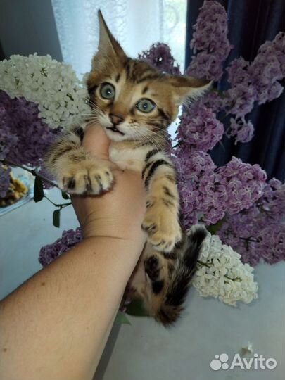 Бенгальская