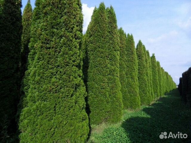 Туя западная смарагд - extra Высота от 125см