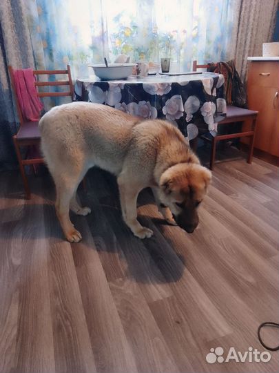 Продам собаку на охрану