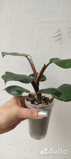 Филодендрон White Knight