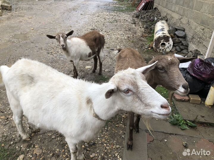 Дойные козы