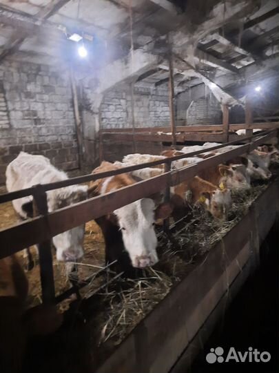 Бычки и быки