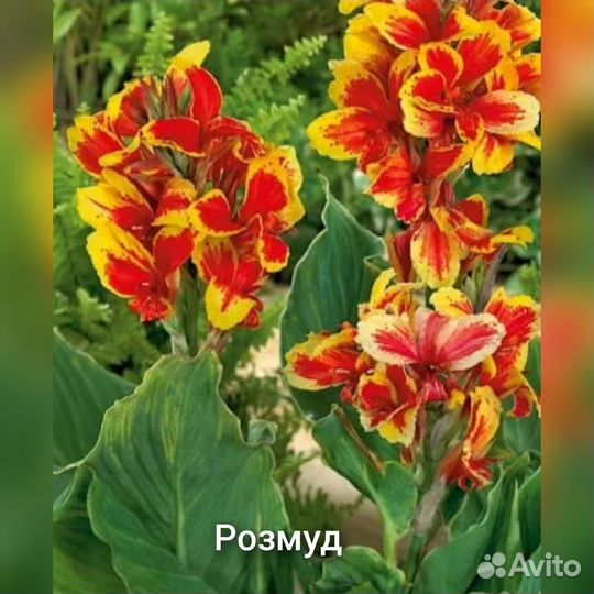 Кана в ассортименте