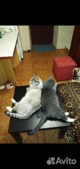 Домашние котята