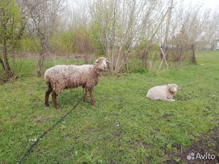 Овцы бараны