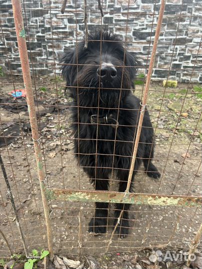 Ризеншнауцер кабель