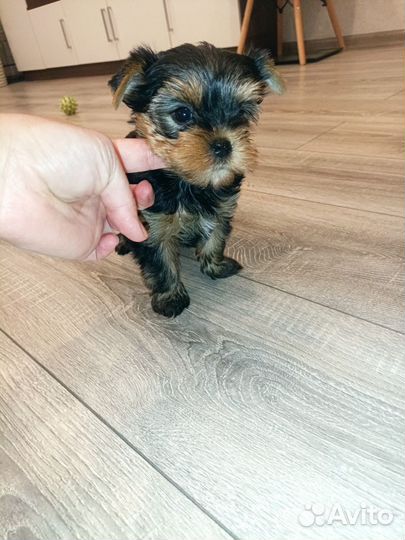 Девочка йорочка