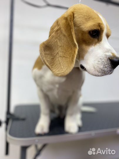 Экспресс-линька собак, корги, сиба, джеки, метисы