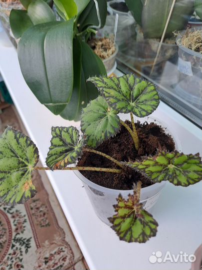 Маленька тигровая бегония