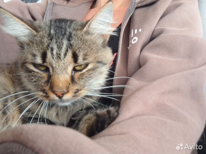 Кошка в добрые руки