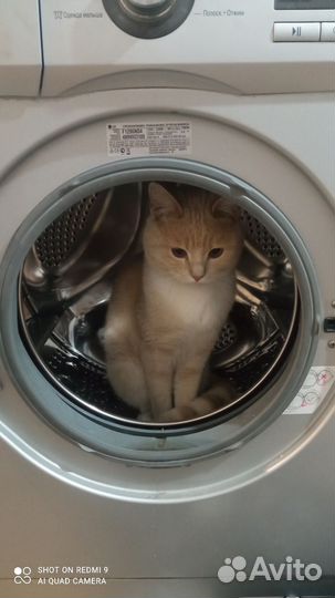 Отдам кота в добрые руки