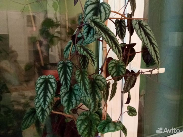 Циссус -дисколор