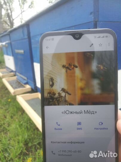 Матки Карпатка, Карника, Бакфаст F1 -2023