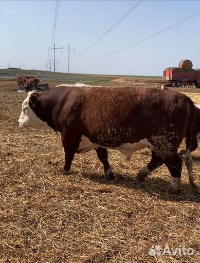 Быки на племя