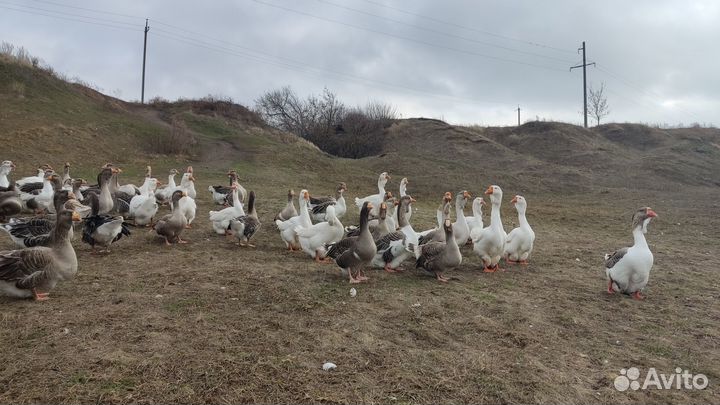 Гусь домашний