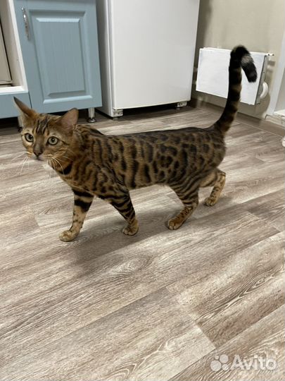 Бенгальский кот