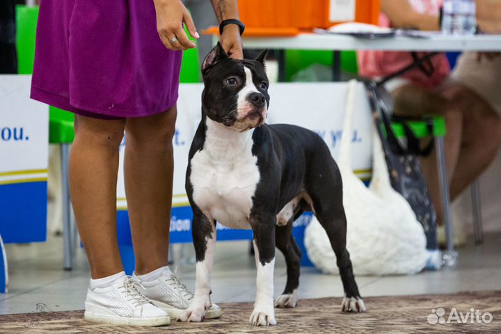 Вязка Стаффордширский терьер