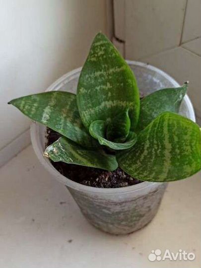 Щучий хвост