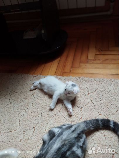 Британские котята