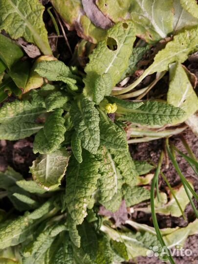 Маргаритка, медуница, примулы