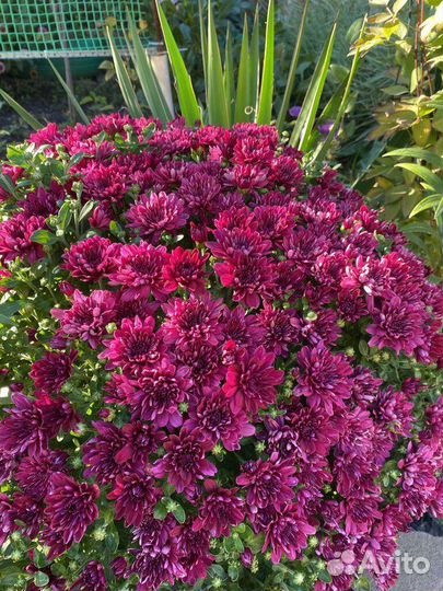 Хризантемы мультифлора шар