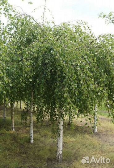 Береза плакучая