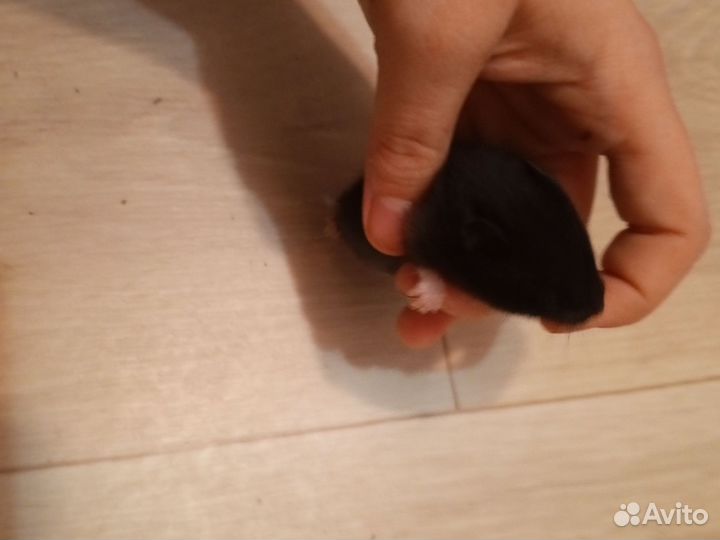 Домашние животные хомяки