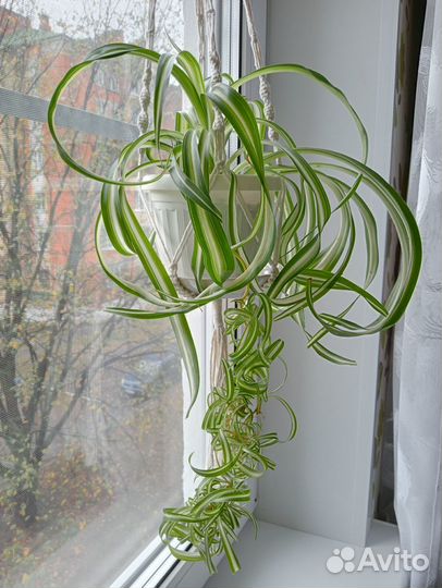 Хлорофитум кудрявый