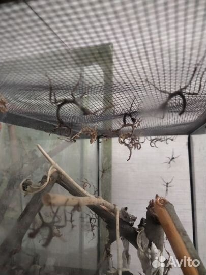 Австралийские палочники