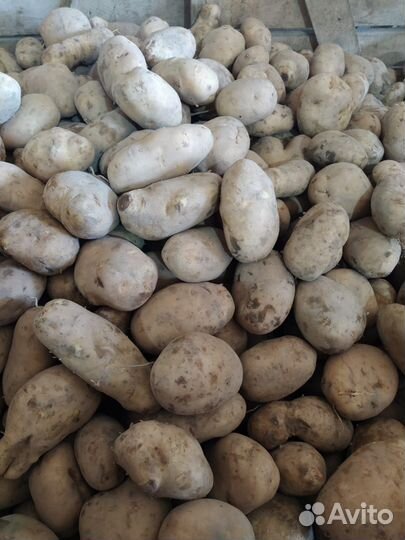 Продам картофель