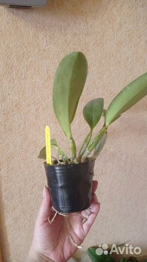 C.sea Breeze blue Ribbon